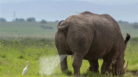 Viral News | Rhino Caught Peeing on Egret in Nairobi National Park, See Funny Picture | 👍 LatestLY