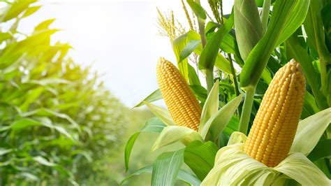 The Best Time To Plant Corn In Your Garden For A Plentiful Harvest