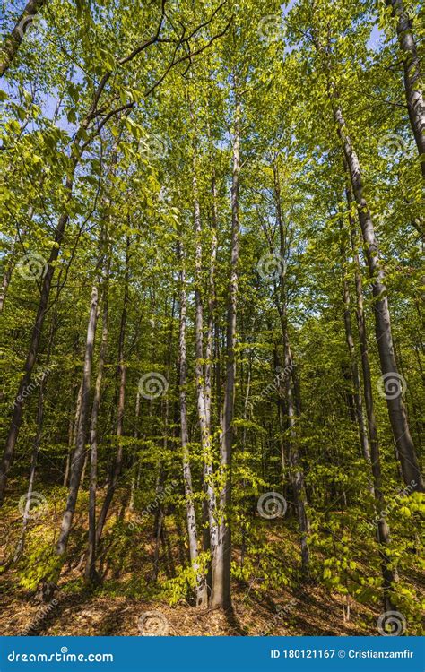 Sunlight in the Green Forest,. Stock Image - Image of green, plant: 180121167