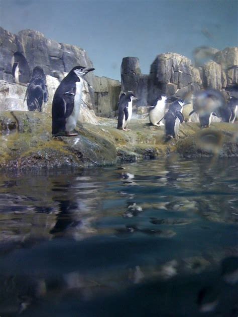 opakptomel: central park zoo penguins