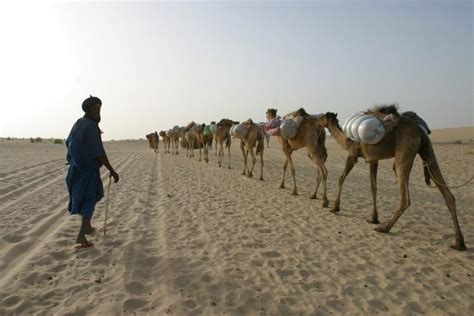 Africa, Camels, Desert