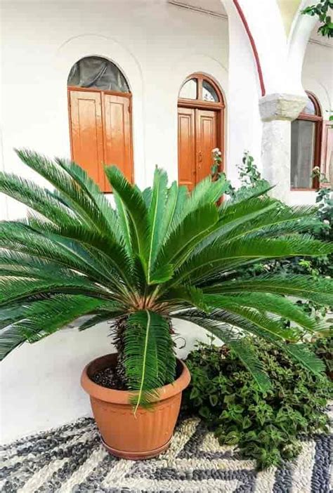 Sago Palm Care - Database Plants