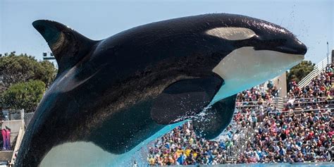 The 11 remaining orcas at SeaWorld San Diego | cbs8.com