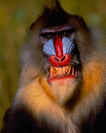 mandrill - Animal Stock Photos - Kimballstock