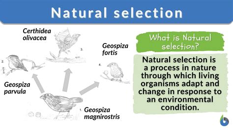 Natural selection - Biology Online Dictionary