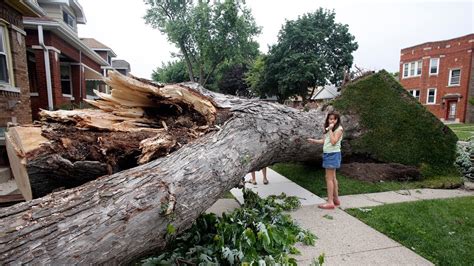 Giant tree uprooted during storm in Berwyn - YouTube