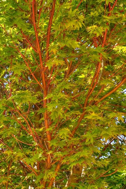 Red Bark Japanese Maple | Flickr - Photo Sharing!