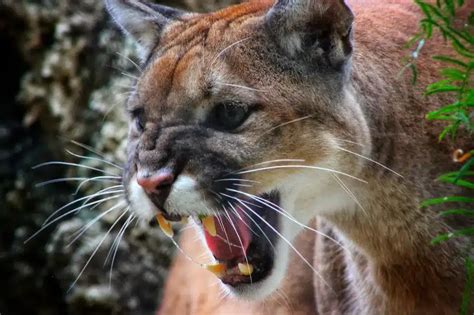 What Eats A Cougar? What Do Cougars Eat? | Earth Life