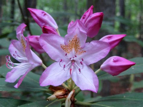 Using Georgia Native Plants: Late Spring Shrubs