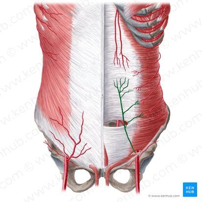 Inferior epigastric artery: Anatomy, branches, supply | Kenhub