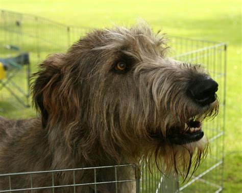 Irish Wolfhound - Dogs Wallpaper (13248564) - Fanpop