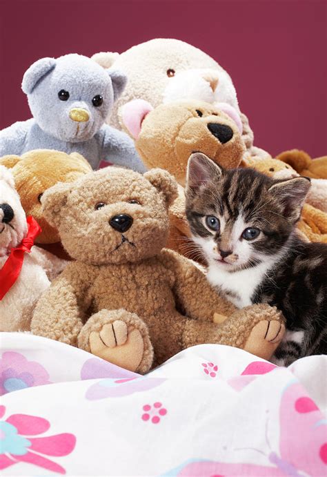 Kitten Nestled Amongst Soft Toys Photograph by Martin Poole