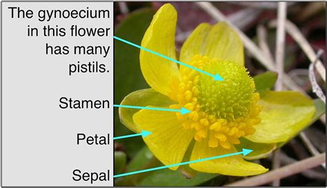 Androecium and Gynoecium — lesson. Science State Board, Class 10.