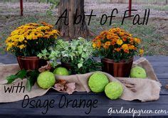 26 Osage Orange uses ideas | osage, hedge apples, orange