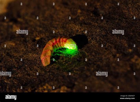 Female Firefly Larvae Stock Photo - Alamy