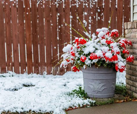 Overwintering Geraniums The Right Way For Next Year’s Blooms | Gardening Know How