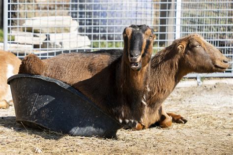 Lamancha Goat - Potawatomi Zoo