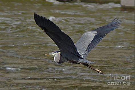 Wingspan of a Great Blue Heron Photograph by Laura Birr Brown | Pixels