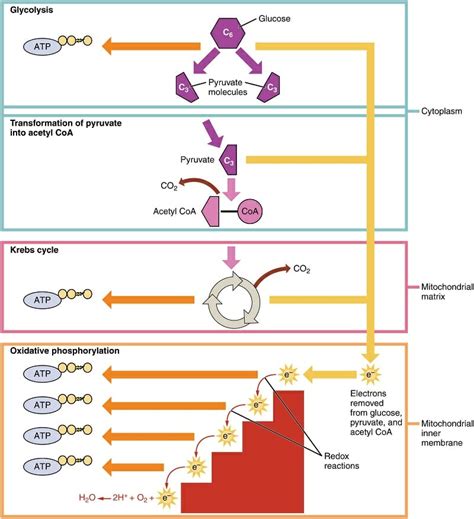 Cellular Respiration and Photosynthesis | Biology Dictionary