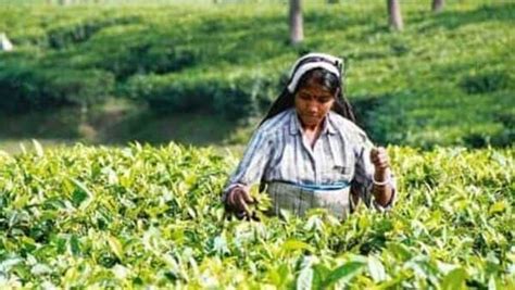 Assam govt hikes min wages for tea plantation workers.…