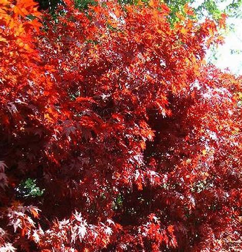 Plants with Red Leaves. Shrubs with red foliage.