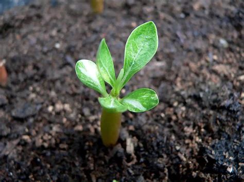 How to Start Adenium Desert Rose from Seeds