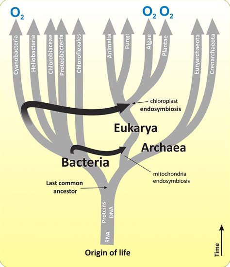 Eukaryotes and their Origins | Organismal Biology