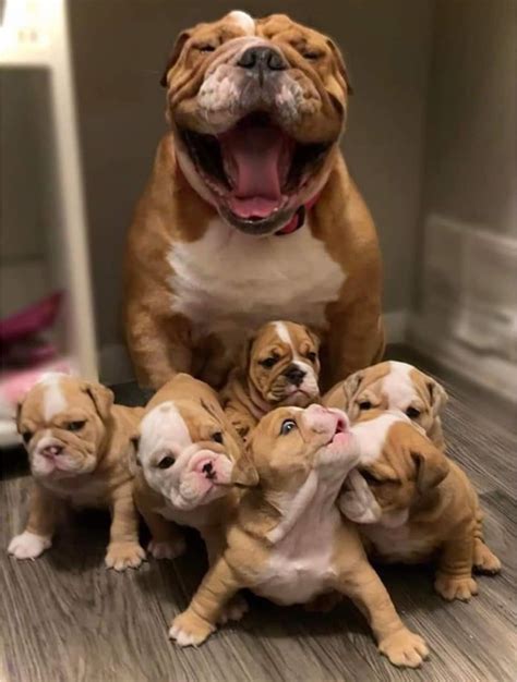 Happy mom with her puppies : r/Eyebleach