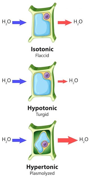 Osmosis In Plant Cells Diagram