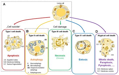 To Die or Not to Die: Cell Death in Biology and Disease