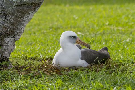 What Is An Albatross In Golf? | Golf Monthly