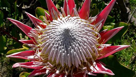 Types of Proteas | Garden Guides