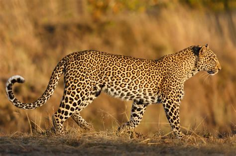 Safari animals: the story of leopards (and the best places to see them) - Lonely Planet