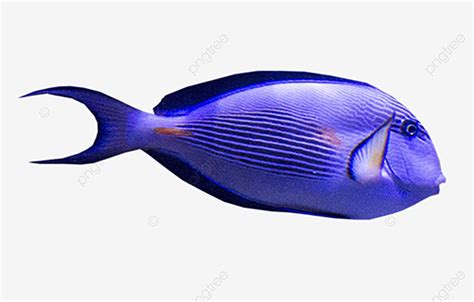 Beautiful Fish PNG Picture, Beautiful Fish, Fish, Like, Swim Around PNG ...