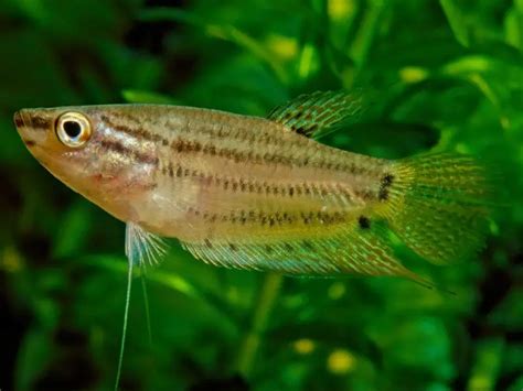 Licorice Gourami Care & Species Profile | Fishkeeping World