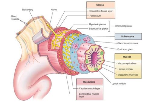 Gastrointestinal Tract Histology - Gastrointestinal - Medbullets Step 1