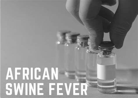 Researchers Explore Safe African Swine Fever Vaccine Solutions | Pork Business