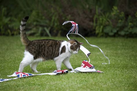 British Prime Minister Warned Over 'Bloody Battle' of Downing Street Cats - Newsweek