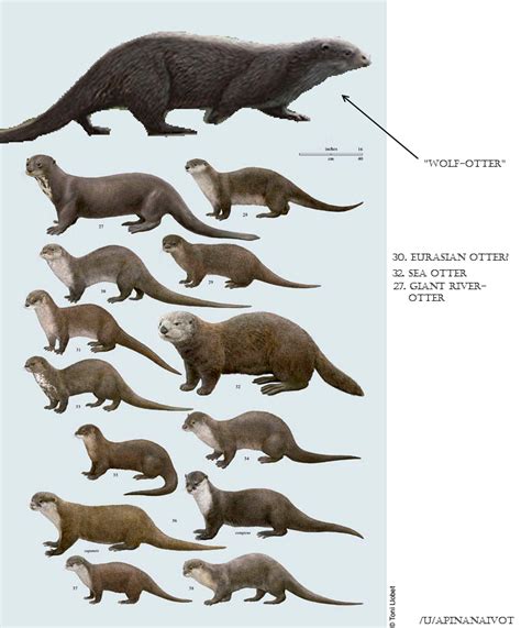 Giant Otter Size Comparison 12253 ...