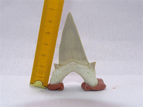 Otodus Obliquus Tooth 2.75 " Fossil Shark teeth - fossil natural