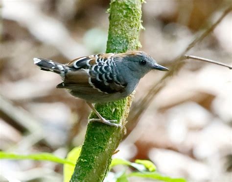 Xingu Scale-Backed Antbird | Natural Atlas