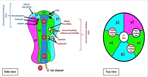 Structure of the GABAA receptor (side and top views)'" and position of... | Download Scientific ...