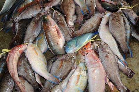 Fish Market | Mahé | Pictures | Seychelles in Global-Geography