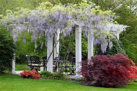 Pergola Plants Guide: Shade and Enhance Your Outdoor Space