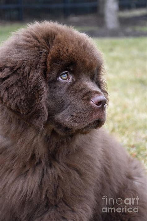 Very Cute Chocolate Brown Newfoundland Puppy Sitting Photograph by DejaVu Designs - Pixels