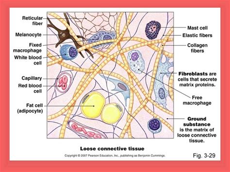 Structural Organisation In Animals- connective Tissue