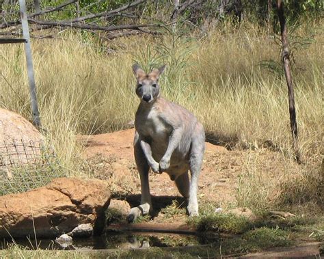 Antilopine Kangaroo - Facts, Diet, Habitat & Pictures on Animalia.bio | Antilopine kangaroo ...