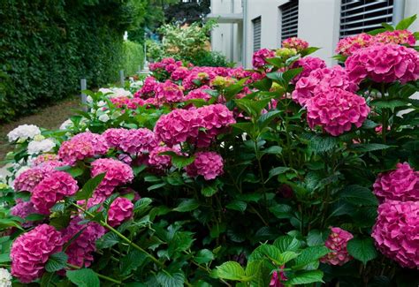 12 Striking Pink Hydrangea Varieties for a Romantic and Feminine Garden