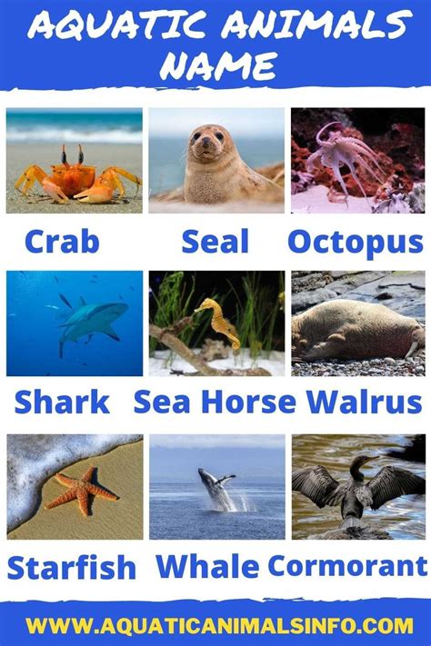 60+ Aquatic Animals Name: List With Pictures | Animals' Space