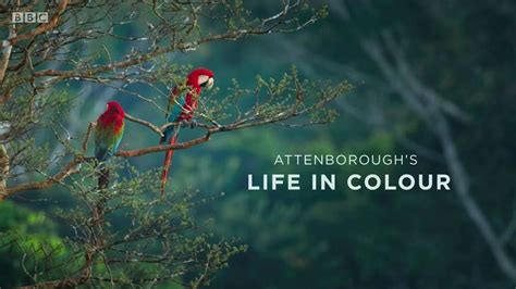 Life in Colour with David Attenborough Season 1 - Where to Stream, Release Date, Cast & Trailer